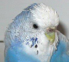 Naparlirea corecta a animalelor