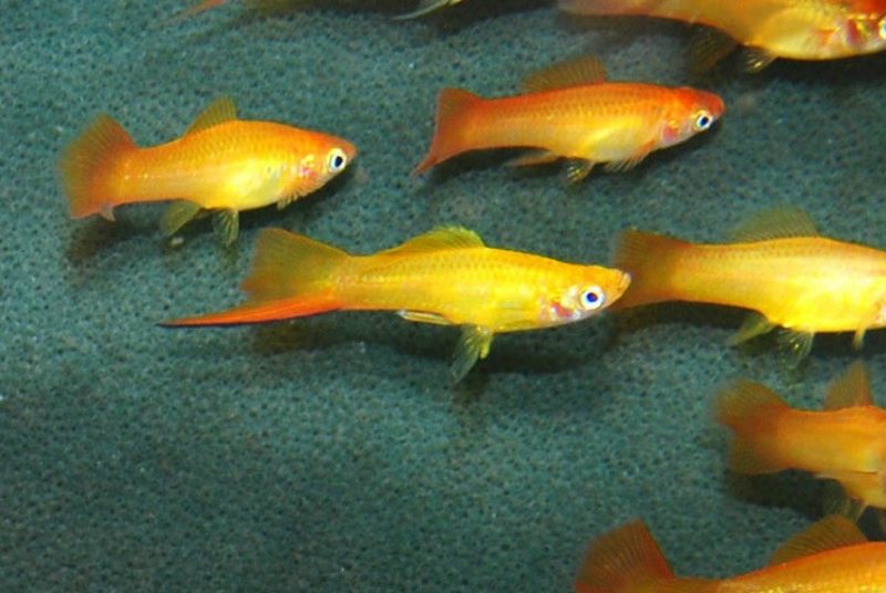 Isi pot schimba pestii xifo sexul?