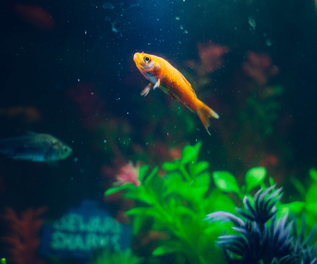 Pestii in perioada concediului