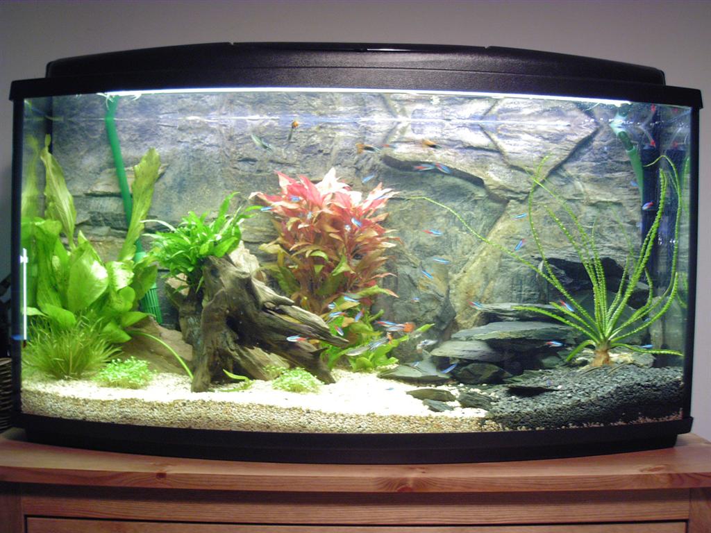 Hranirea corecta a pestilor de acvariu