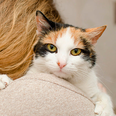 Pisica noua in familie