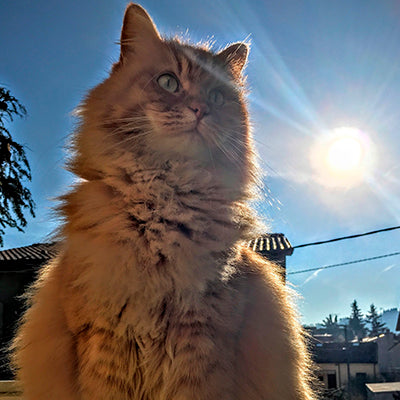 Ingrijirea pisicilor pe canicula