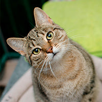 Cum iti dresezi pisica