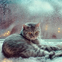 Ingrijirea pisicilor in sezonul rece