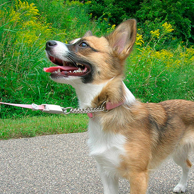 Mergem la plimbare cu cainele