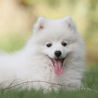 11 beneficii ale hranei cu probiotice pentru caini