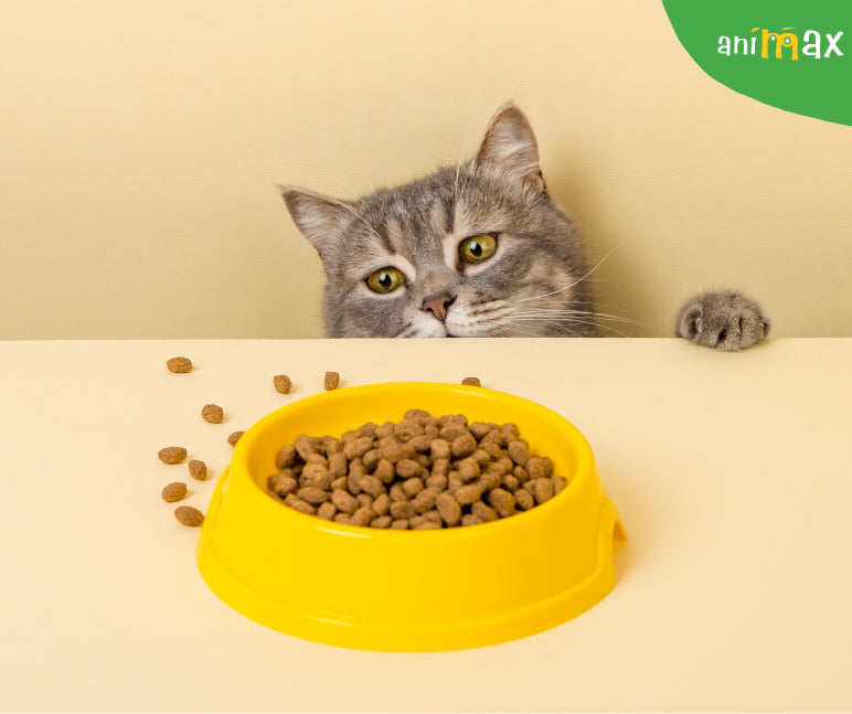 Ai o pisica care cere mereu de mancare? Ce e de facut….