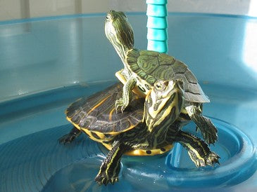 Si broastele testoase pot comunica!