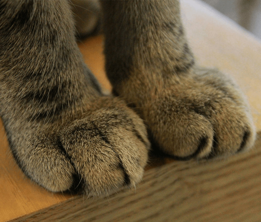 Ingrijirea si tocitul ghearelor la pisici