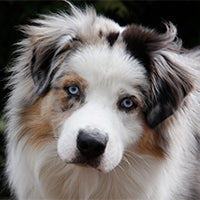 7 beneficii ale uleiului de peste in alimentatia cainilor