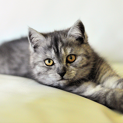 Ce cauzeaza urolitiaza la pisici si cum o putem preveni?