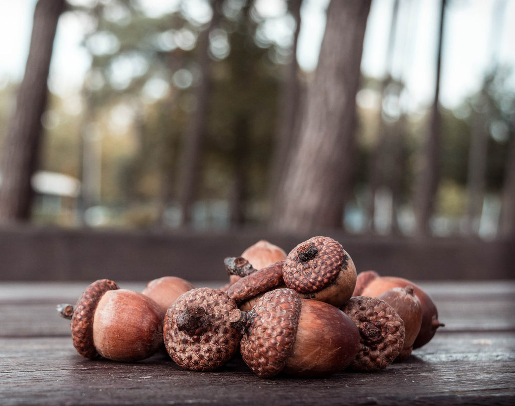 Veverita siberiana sau canadiana?