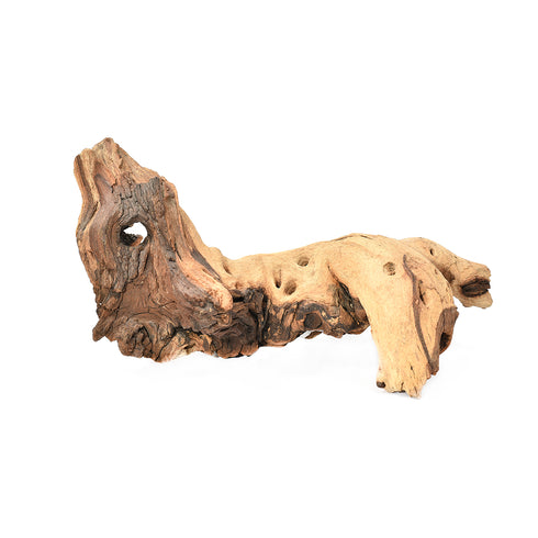 Radacina Mopani Mare