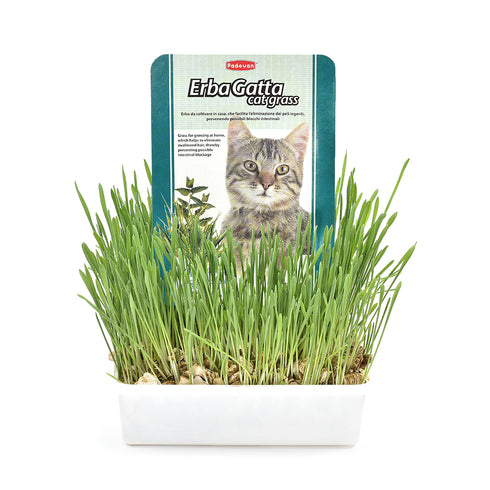 Iarba pentru pisici Padovan ErbaGatta