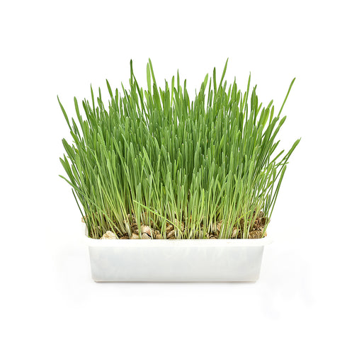 Iarba pentru pisici Padovan ErbaGatta