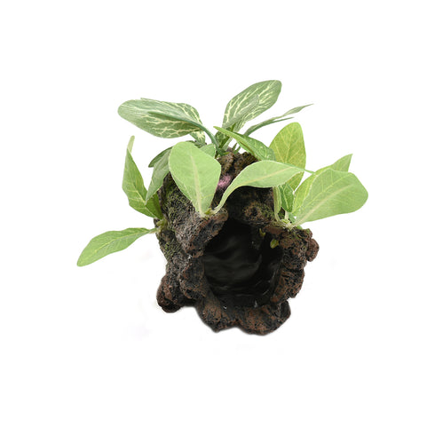 Decor Acvariu Trunchi+Plante