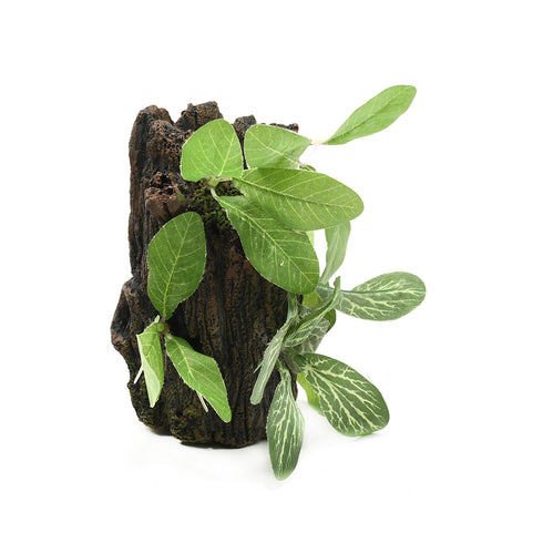 Decor Acvariu Trunchi+Plante