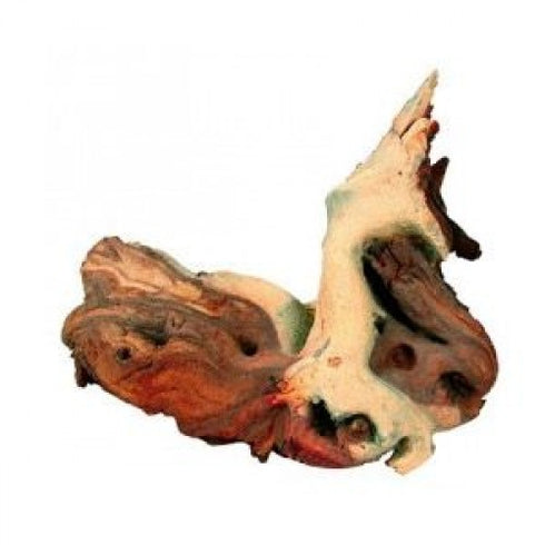 Radacina Mopani Mica