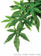 Decor pentru terariu Exo Terra Planta Abutilon 40cm