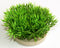 Decor pentru Acvariu Sydeco Planta Green Moss 7cm