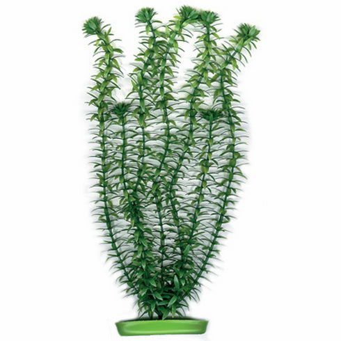 Decor pentru Acvariu Planta Marina Anacharis 20cm