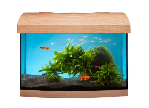 Acvariu pentru Pesti Diversa 40 Curb Fag