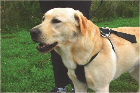 Ham de siguranta auto pentru caini Beeztees L 75x90 cm