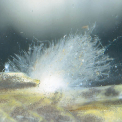 Solutie impotriva infectiilor fungice JBL Fungol Plus 250