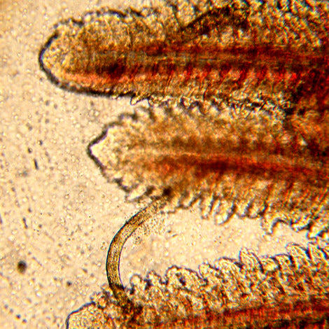 Solutie impotriva viermilor JBL Gyrodol Plus 250