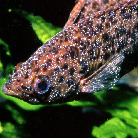 Solutie pentru pesti JBL Punktol Plus 125-100 ml