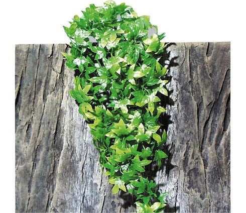 Planta terariu JBL Terraplanta Congo Ivy M 22