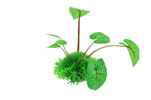 Planta decorativa Hemianthus&Echinodorus Cordifolius 10cm