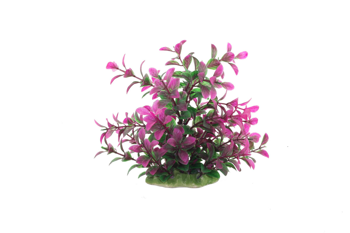 Decor pentru acvariu Rotala Rotundfoliu 16cm - Animax