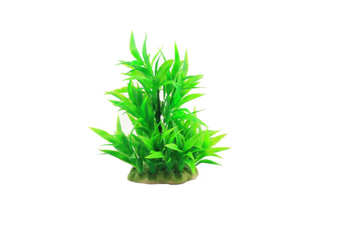 Planta decorativa pentru acvariu Microsorium 16cm