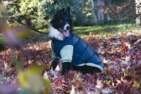 Haina imblanita pentru caini Croci Cool Guy Blue 45 cm