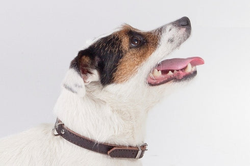 Zgarda maro pentru caini Dingo 1.8x45cm