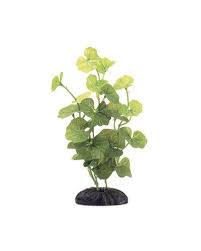 Planta Plastic Hydrocotyle M