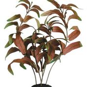 Plante Plastic Alternatera M