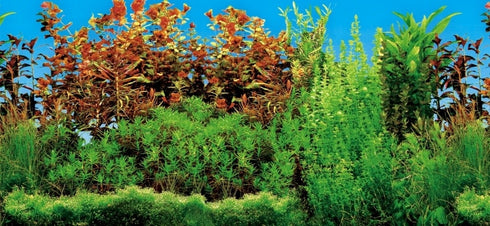 Fundal pentru acvariu Trixie 60 x 30 cm