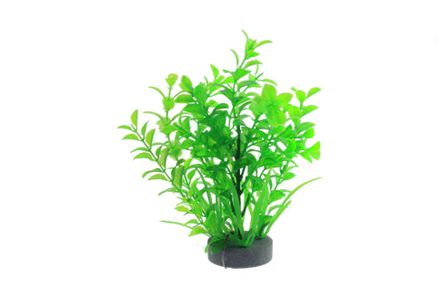 Planta decorativa pentru acvariu Micranthemum 19 cm