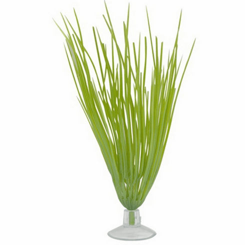 Planta pentru acvariu Marina Betta Kit Hairgrass 12080