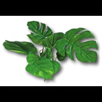 Decor pentru Acvariu Croci Planta Plastic Anubias