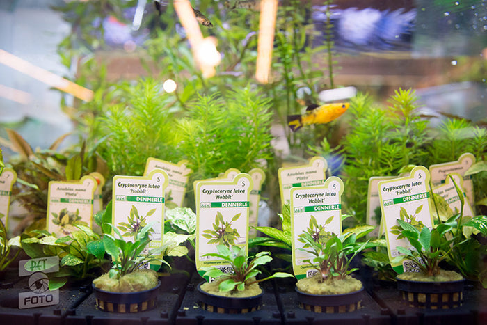 Plantele potrivite pentru acvarii