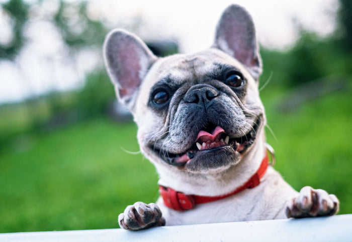 Mops