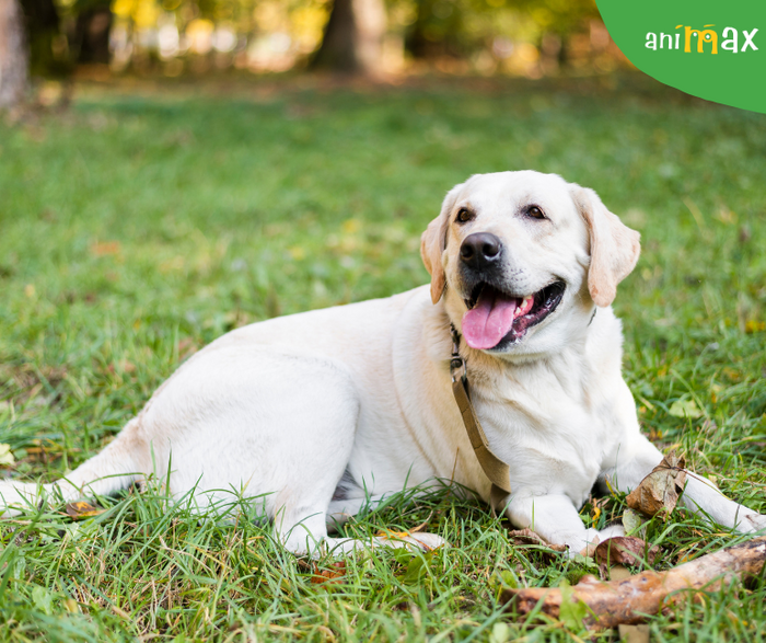 Labrador