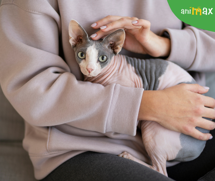 Pisicile Sphynx – Eleganța Misterioasă a Felinelor Fără Blană