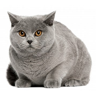 British shorthair