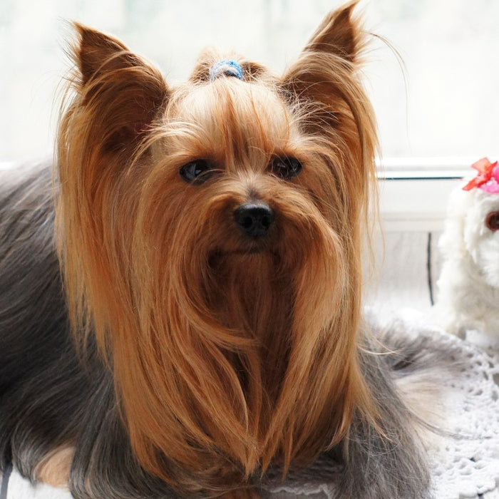 Grooming – pregătirea blănosului pentru sezonul rece