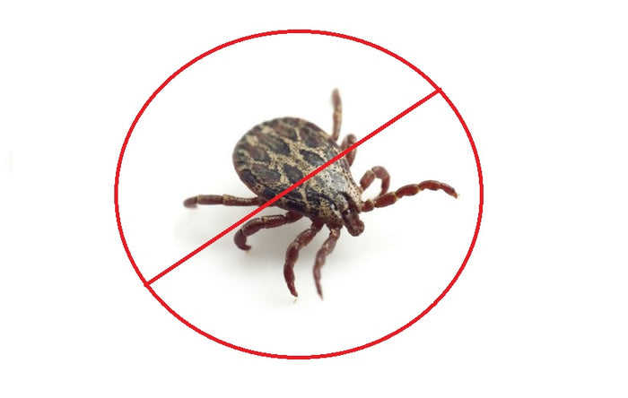 Prevenirea infestarii cainelui cu capuse