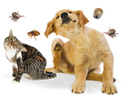 De ce este importanta deparazitarea externa a animalelor de companie?